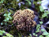 Ramaria testaceoflava image