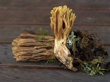 Ramaria testaceoflava image