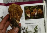 Ramaria testaceoflava image