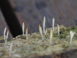 Multiclavula mucida image