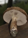 Sarcodon imbricatus image