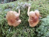 Pholiota sphagnicola image