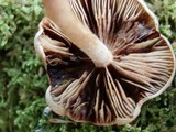 Pholiota sphagnicola image