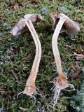 Pholiota sphagnicola image