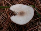 Marasmius nigrodiscus image