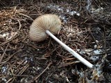 Marasmius nigrodiscus image