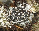 Toninia sedifolia image