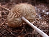Marasmius nigrodiscus image