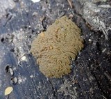Arcyria obvelata image