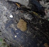 Arcyria obvelata image