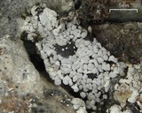 Toninia sedifolia image