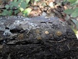 Arcyria obvelata image