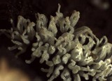 Ceratiomyxa fruticulosa var. fruticulosa image
