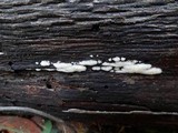 Ceratiomyxa fruticulosa var. fruticulosa image