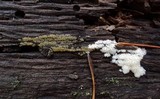 Ceratiomyxa fruticulosa var. fruticulosa image