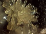 Ceratiomyxa fruticulosa var. fruticulosa image