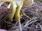 Amanita flavorubens image
