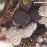 Toninia sedifolia image