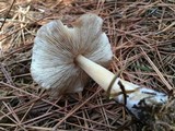 Rhodocollybia butyracea image