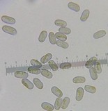 Amanita subcokeri image
