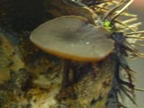 Lanzia echinophila image