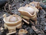 Geastrum triplex image