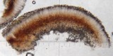 Toninia sedifolia image
