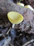Cookeina colensoi image