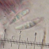 Toninia sedifolia image
