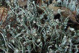Cladonia gracilis subsp. turbinata image