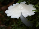 Humidicutis mavis image