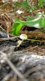 Simocybe centunculus var. centunculus image