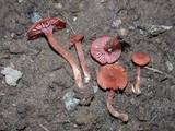 Laccaria proxima image