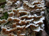 Steccherinum ochraceum image