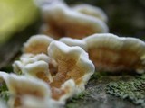Steccherinum ochraceum image