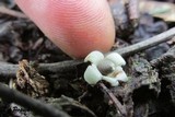 Geastrum schweinitzii image