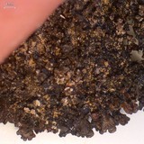 Melanelia stygia image