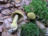 Cortinarius venetus image