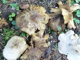 Tricholoma pardalotum image