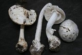 Amanita elliptosperma image