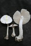 Amanita suballiacea image