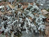Stereocaulon tomentosum image