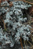 Stereocaulon tomentosum image