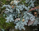 Stereocaulon tomentosum image