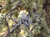 Pseudevernia intensa image