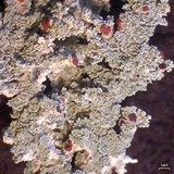 Stereocaulon tomentosum image