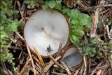 Humaria hemisphaerica image