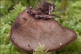 Humaria hemisphaerica image