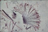 Humaria hemisphaerica image