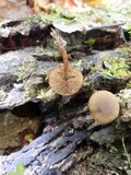 Entoloma sericeum image